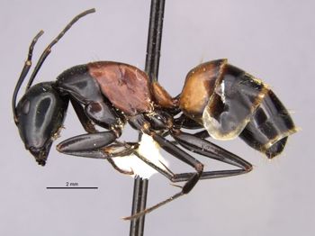 Media type: image;   Entomology 28808 Aspect: habitus lateral view